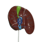 Human Liver Model